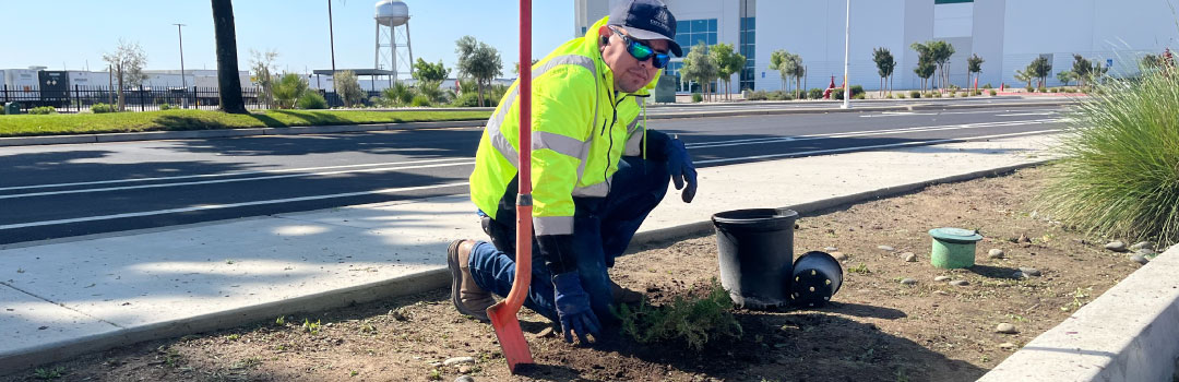 Commercial Landscape Maintenance and Enhancements